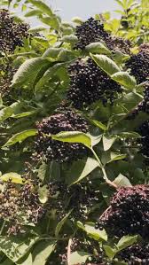 Attēlu rezultāti vaicājumam “Sambucus nigra fruit”