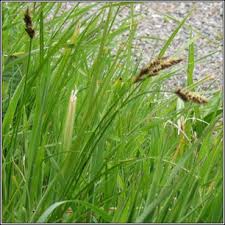 Attēlu rezultāti vaicājumam “Carex disticha”