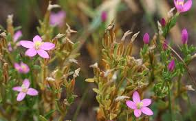 Attēlu rezultāti vaicājumam “Centaurium littorale”