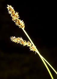 Attēlu rezultāti vaicājumam “Carex diandra”