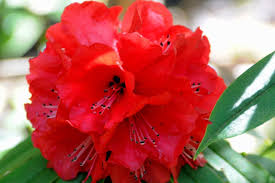 Attēlu rezultāti vaicājumam “Rhododendron sichotense flower”