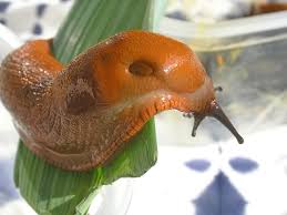 Attēlu rezultāti vaicājumam “Arion lusitanicus”