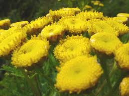 Image result for Tanacetum vulgare