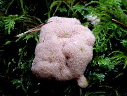 Attēlu rezultāti vaicājumam “Didymium serpula young”