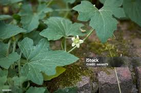 Attēlu rezultāti vaicājumam “Bryonia alba leaf”