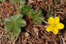 Attēlu rezultāti vaicājumam “Potentilla erecta fruit”