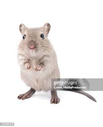 Image result for Gerbil