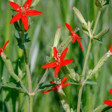 Attēlu rezultāti vaicājumam “Silene dioica leaf”