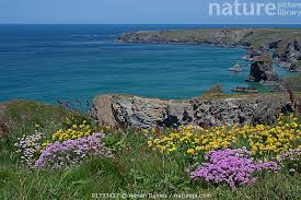 Attēlu rezultāti vaicājumam “Anthyllis maritima”