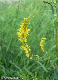 Attēlu rezultāti vaicājumam “Melilotus wolgicus flower”