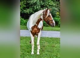 Image result for chestnut friesian