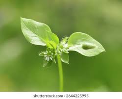 Attēlu rezultāti vaicājumam “Stellaria media bud”