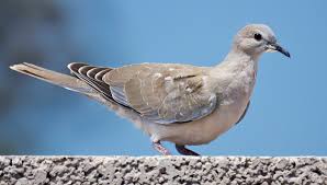 Attēlu rezultāti vaicājumam “Streptopelia decaocto adult”