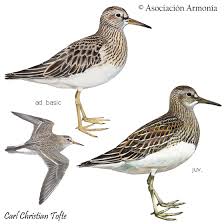 Attēlu rezultāti vaicājumam “Calidris”