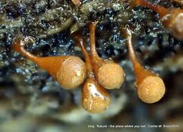 Attēlu rezultāti vaicājumam “Hemitrichia sordivesiculosa”