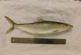 Image result for Albula vulpes