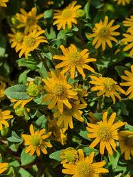Image result for Sanvitalia procumbens