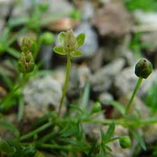 Attēlu rezultāti vaicājumam “Sagina procumbens leaf”