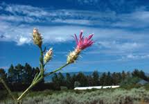 Attēlu rezultāti vaicājumam “Weissia squarrosa”