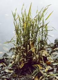 Attēlu rezultāti vaicājumam “Leersia oryzoides”