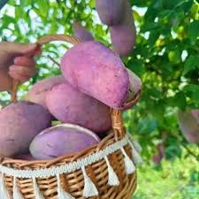 Attēlu rezultāti vaicājumam “Cinna latifolia fruit”