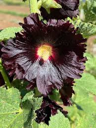Image result for Alcea (althaea) rosea