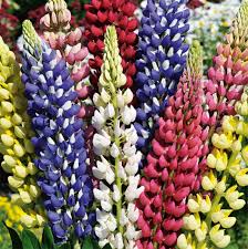 Image result for Lupinen