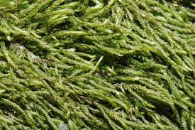 Attēlu rezultāti vaicājumam “Pterigynandrum filiforme”