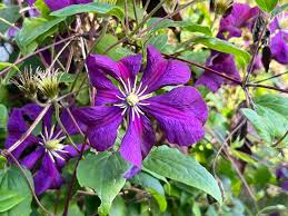 Attēlu rezultāti vaicājumam “Clematis flower”