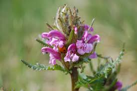 Attēlu rezultāti vaicājumam “Pedicularis palustris subsp. opsiantha”