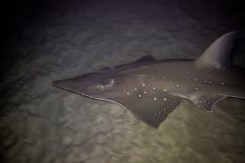 Image result for Rhynchobatus australiae