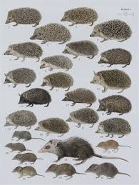 Attēlu rezultāti vaicājumam “Erinaceus roumanicus”