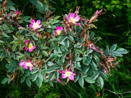 Attēlu rezultāti vaicājumam “Rosa glauca”