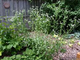 Attēlu rezultāti vaicājumam “Erigeron annuus flower”
