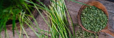 Image result for Schnittlauch