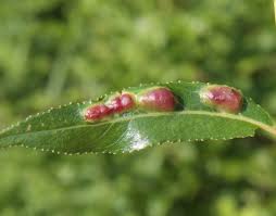 Attēlu rezultāti vaicājumam “Pontania proxima”