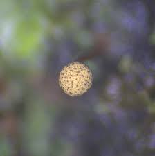 Attēlu rezultāti vaicājumam “Cribraria intricata”