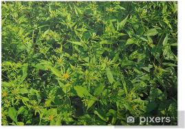 Attēlu rezultāti vaicājumam “Bidens tripartita”