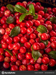 Attēlu rezultāti vaicājumam “Vaccinium vitis-idaea fruit”