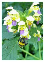 Attēlu rezultāti vaicājumam “Galeopsis speciosa”