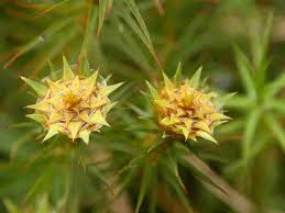 Attēlu rezultāti vaicājumam “Polytrichum commune var. perigoniale”