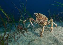 Image result for Hyas araneus