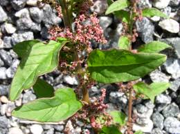 Attēlu rezultāti vaicājumam “Chenopodium polyspermum var. acutifolium flower”