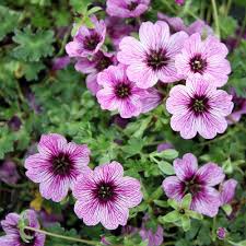 Image result for Storchschnäbel