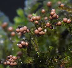 Attēlu rezultāti vaicājumam “Diderma umbilicatum young”