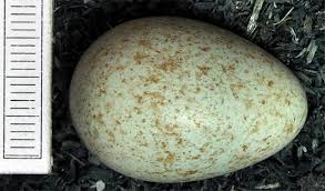 Attēlu rezultāti vaicājumam “Turdus merula eggs”