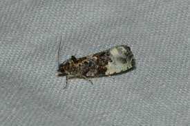 Attēlu rezultāti vaicājumam “Anacampsis blatariella”