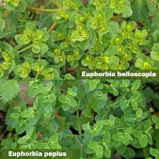 Attēlu rezultāti vaicājumam “Euphorbia helioscopia leaf”