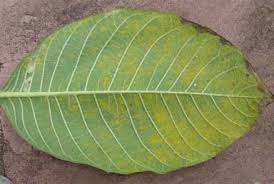 Attēlu rezultāti vaicājumam “Coleosporium sp.”