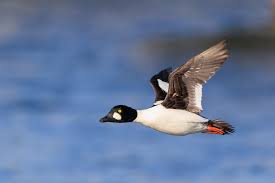 Attēlu rezultāti vaicājumam “Bucephala clangula juvenile”